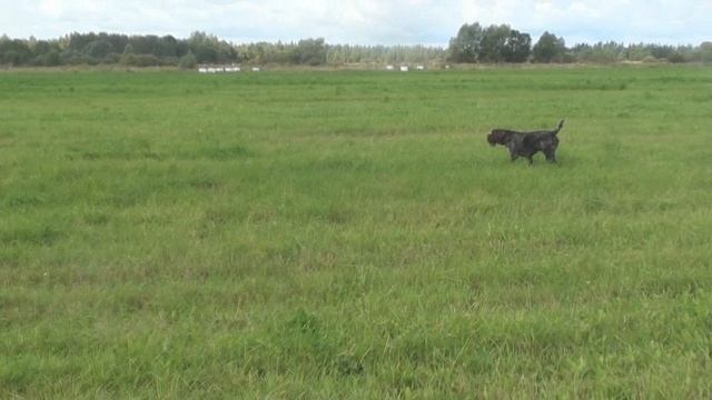 Дратхаар Гант - первое поле. смотреть онлайн