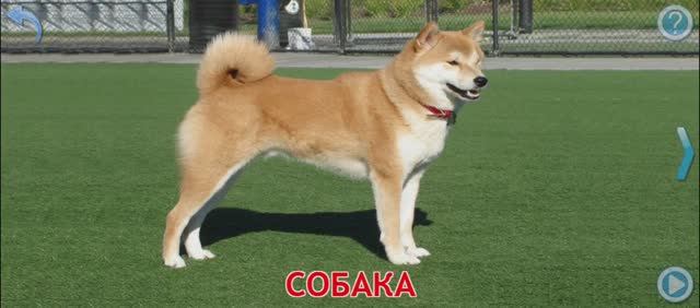 Домашнее животное смотреть онлайн