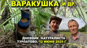 Птицы Турлатова. Дневник 12 июня 2025 г.