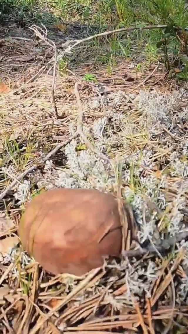 ШТРАФ 100.000 ЗА ТАКОЙ СБОР ГРИБОВ! РВЁТ ГРИБЫ С КОРНЯМИ! #shorts смотреть онлайн