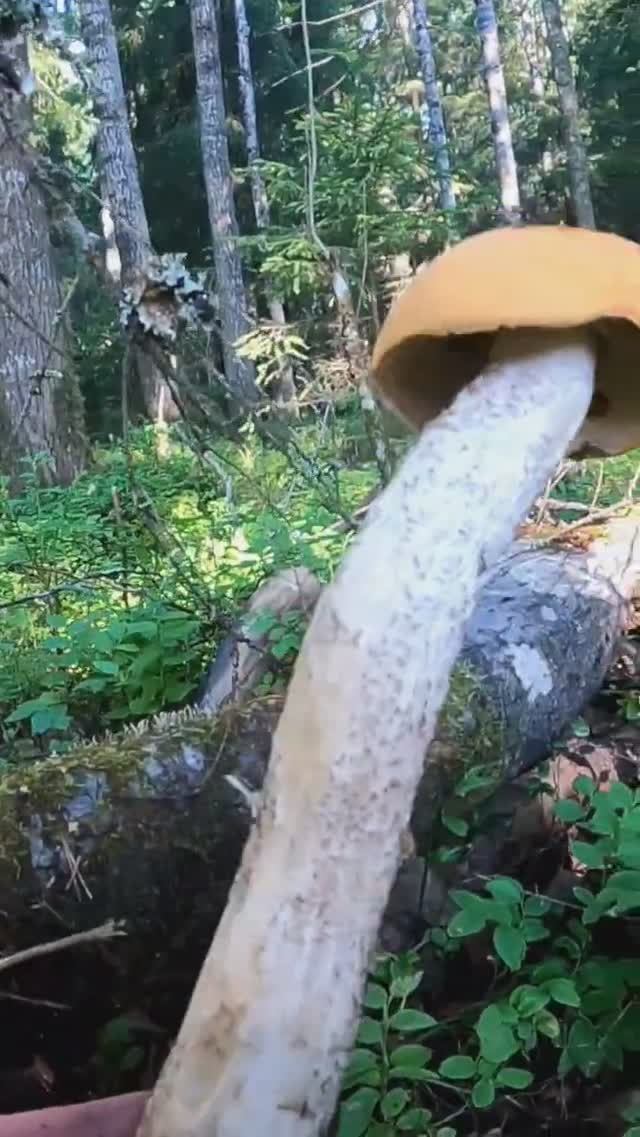 ГРИБНИК НАШЁЛ НОВЫЙ ЛЕС И ОБАЛДЕЛ! ГРИБ НА ГРИБЕ, РУКИ УСТАЛИ ЧИСТИТЬ. #грибы #лес #карелия смотреть онлайн