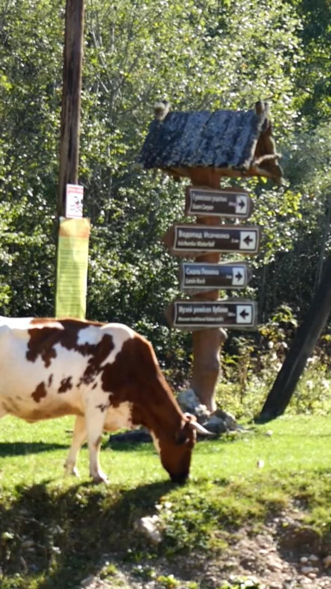 Коровка гуляет по Мезмаю