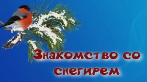 Знакомство со снегирем. Голос снегиря. Стайки снегирей на ветке рябины.