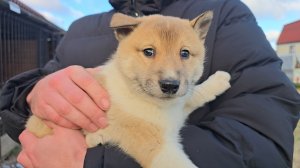 Первый кобель уехал