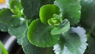 Обрезка в июле, цветение в декабре. Как зацветает каланхое?