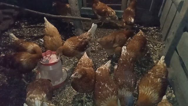 Купил молодок кросса Родонит с птицефабрики. 2 серия.