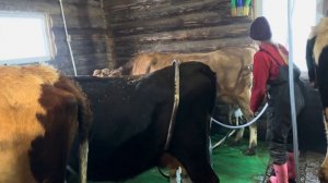На ферме дел много! Работаем на двух тракторах! МТЗ и ЙОТА в деле!