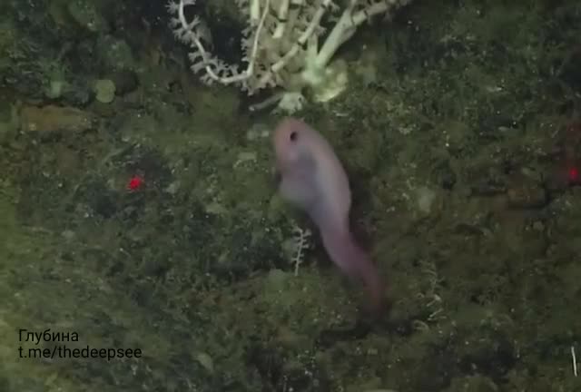 Самая глубоководная рыба в мире