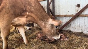 Увезли Веснушку в новый дом! Пока снимала видео, проглядела ОТЁЛ Феи! Привезли новых поросят!