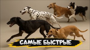 ТОП-11 самых быстрых пород собак в мире