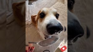 Смешные собаки. Приколы с собаками. Милые собаки 2026