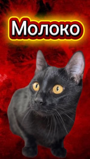 Молока нету 🙀