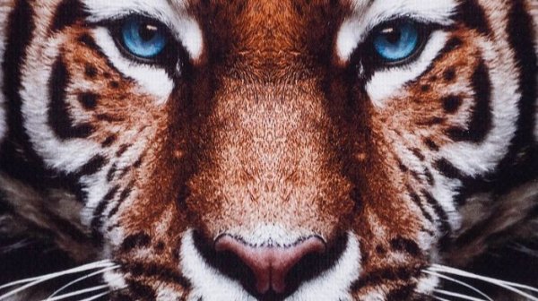 Masha_i_medvedi_-_Zemlya_Artem_Pora_Domoy_Remix_mp3