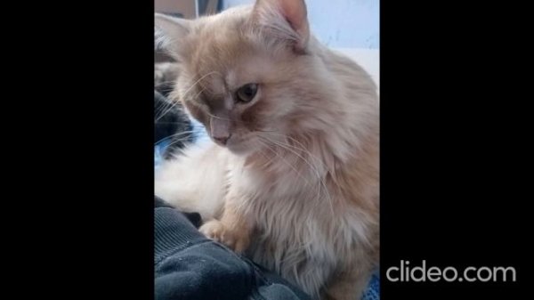 clideo_editor_983c6a13831c4b8d88d4cd6b3288ca9b