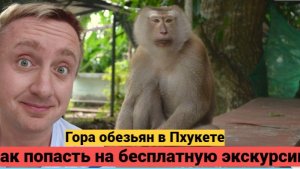 Самостоятельная поездка в Тайланд на Пхукет. Увидел целый лес диких обезьян.