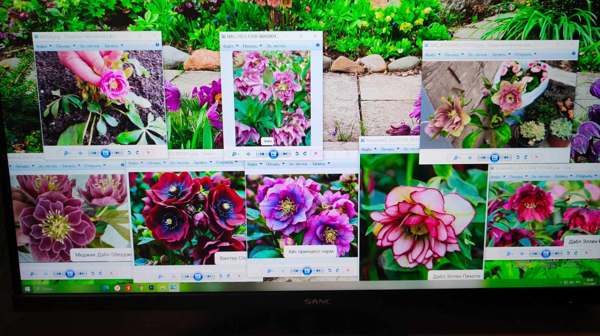 Посадка новых морозников из Краснодара в моём южном саду 12.12.2025 г. Пятигорск смотреть онлайн