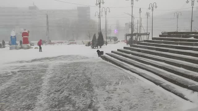 Первый снег, дневной променад с Джексоном