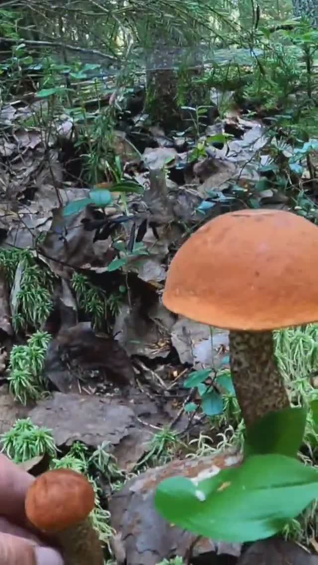 Всю жизнь мечтал попасть в этот лес! Гриб на грибе такого не ожидал. смотреть онлайн