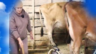 Быкова валит из деревни? смотреть онлайн