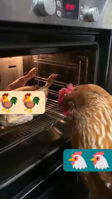 Саня готовится к НГ 2026🐓