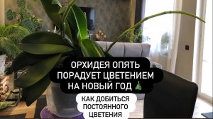 Орхидея непрерывного цветения. Как этого добиться. Какие два аспекта ухода за ней самые главные?