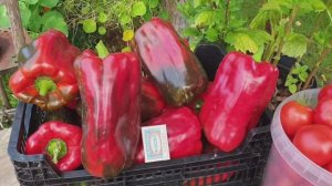 15 лет- Лучшие сорта сладкого перца в теплице. Предводители и лидеры.