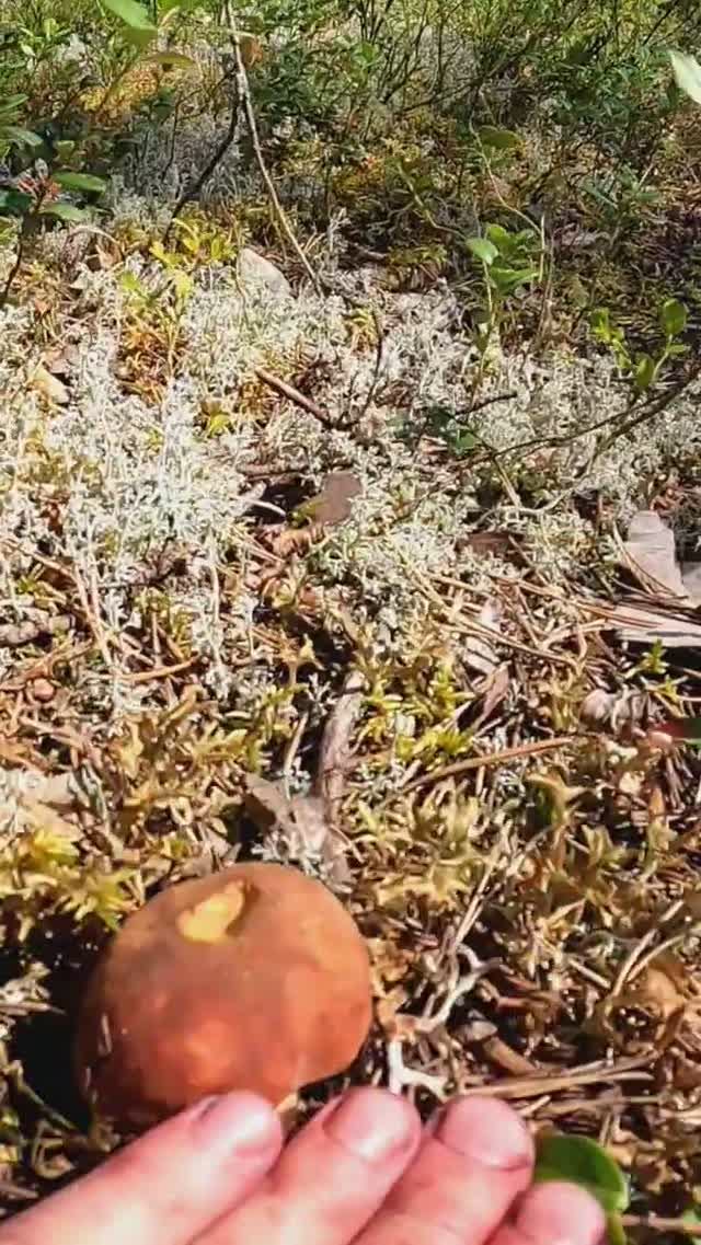 Посмотрите! Нашёл грибы боровики и обалдел! Таких грибов не ожидал в лесу! Карелия #лес #грибы смотреть онлайн