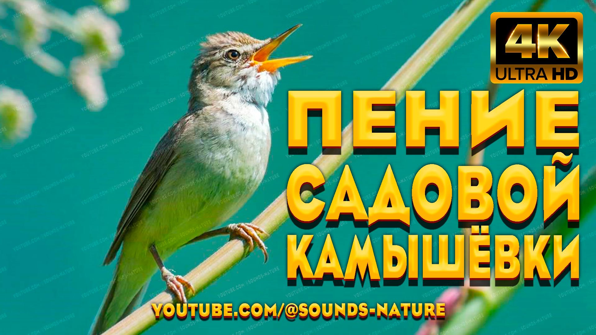 Пение Садовой Камышёвки В Цветущем Весеннем Саду - Подарит Восторг Эмоций И Прогонит Зимнюю Хандру. смотреть онлайн