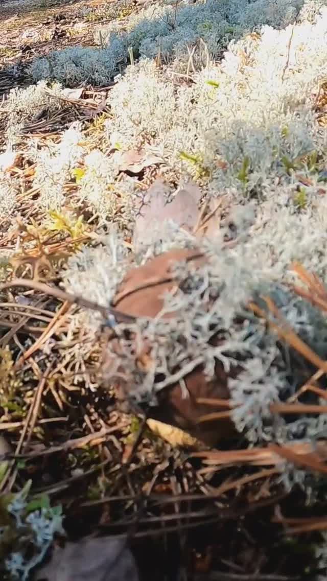 #mushroom #fungi #boletus #porcini #forest #nature #грибы #лес смотреть онлайн