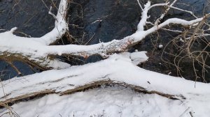 Зимние опята