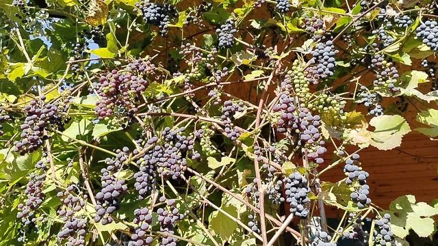 Подмосковный виноград осенью 2025 смотреть онлайн