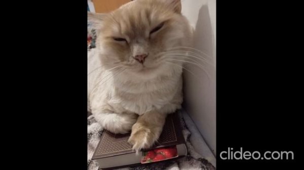 clideo_editor_1557a0eae46f4155bfd29b411eaf408a