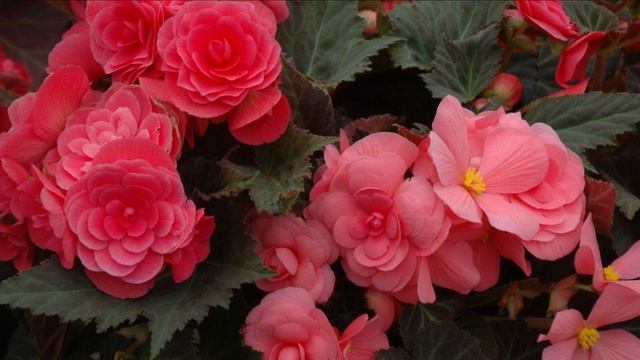 КАКИЕ ЦВЕТЫ ПОСЕЯТЬ В ДЕКАБРЕ смотреть онлайн