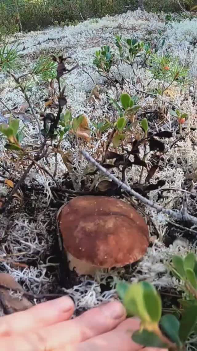 Мечта всей жизни попасть в этот лес. #лес #грибы #mushroom #forest смотреть онлайн