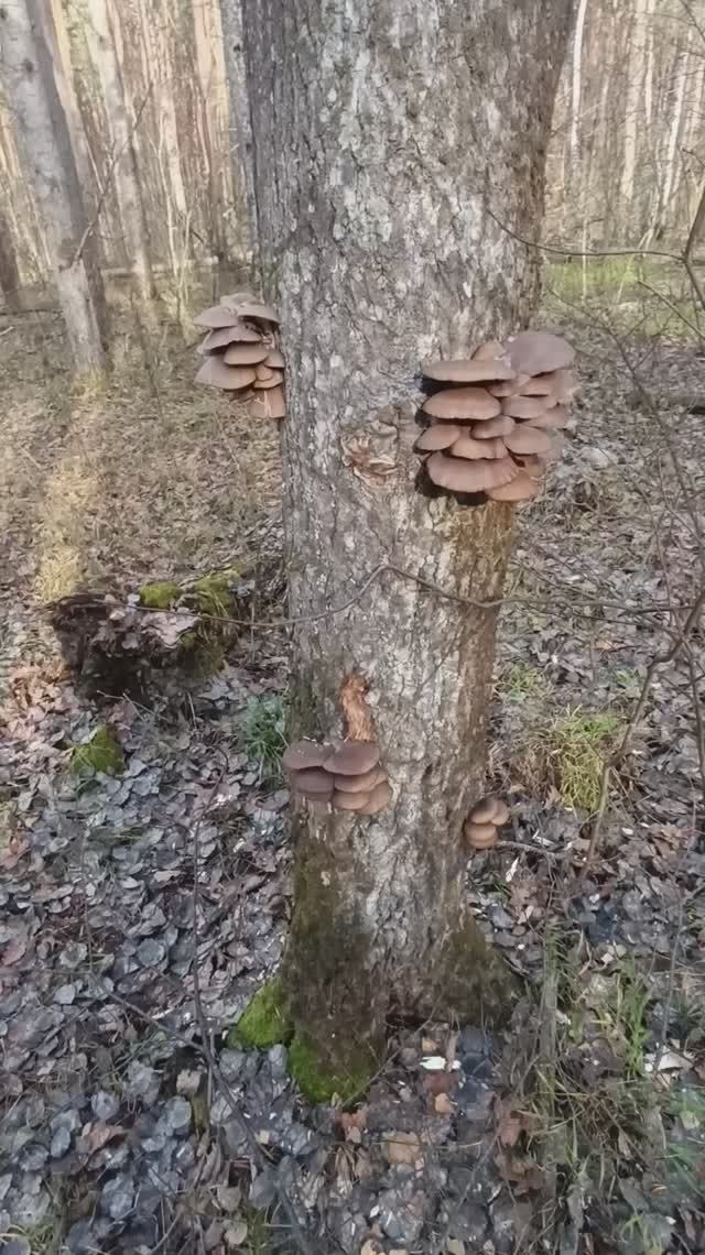 Второй раз спустя неделю отец наткнулся на тоже дерево на котором уже срывали Вешенки смотреть онлайн