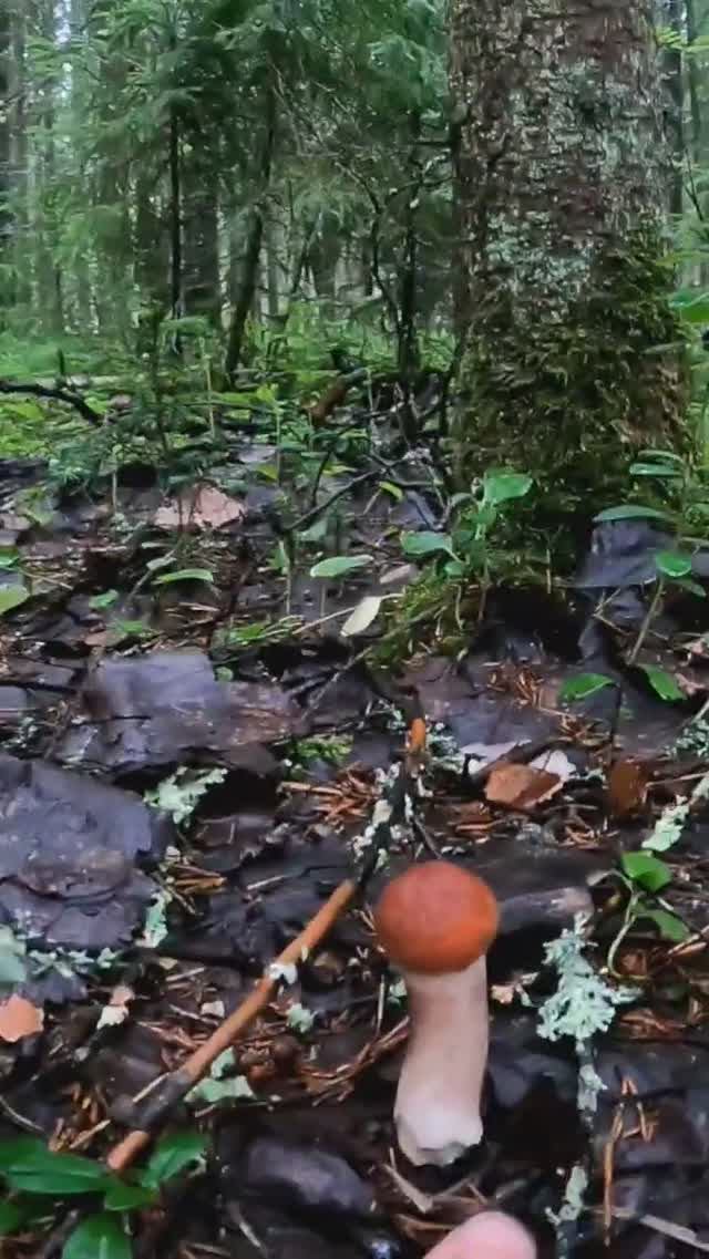 Собирать ли, все грибы в одну корзину? Или разделять... смотреть онлайн