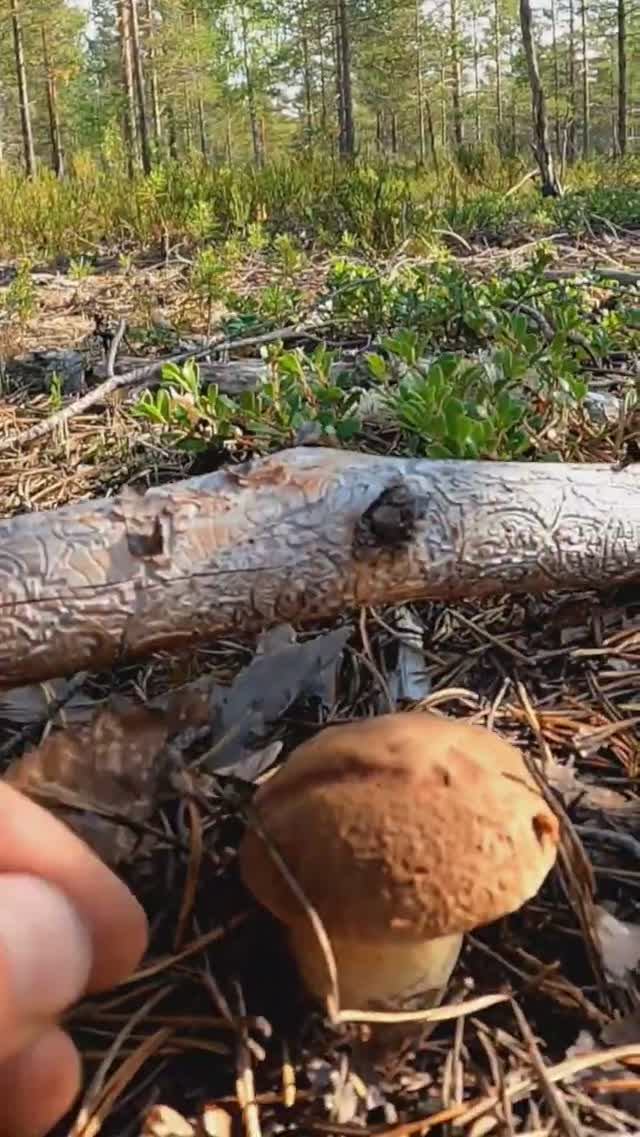 Нашёл ГРИБЫ в БОРУ один КРАШЕ другого и ОБАЛДЕЛ! Сказочная Карелия #грибы #лес #mushroom смотреть онлайн