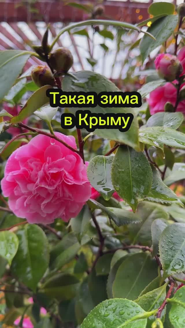 Зима в Крыму — это что‑то невероятное! А какая погода у вас? #крым #крымсегодня #крым2025 #зимакрым смотреть онлайн