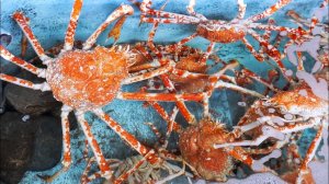 Гигантский Краб-паук Сашими Сидзуока морепродукты Япония