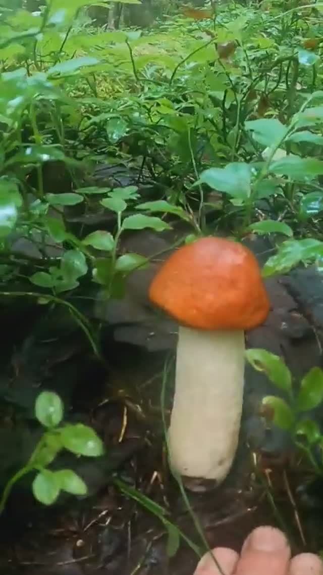 Глаза ВИДЕЛИ, а мозги ОТКАЗЫВАЛИСЬ верить! Идеальный Сказочная Карелия смотреть онлайн