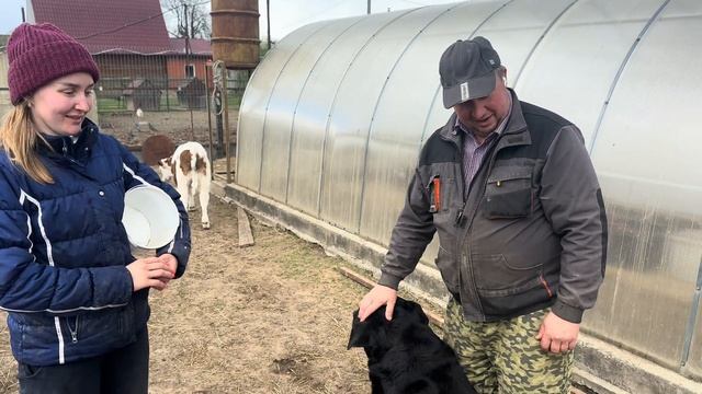 Привезли целый микроавтобус БЫКОВ из Карелии! Развиваем сельское хозяйство! смотреть онлайн