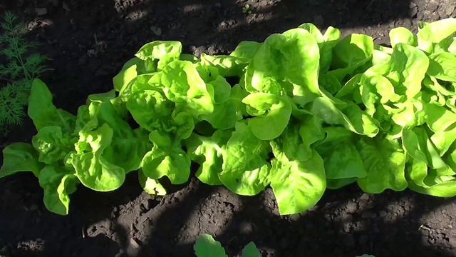 Салат МОСКОВСКИЙ ПАРНИКОВЫЙ смотреть онлайн