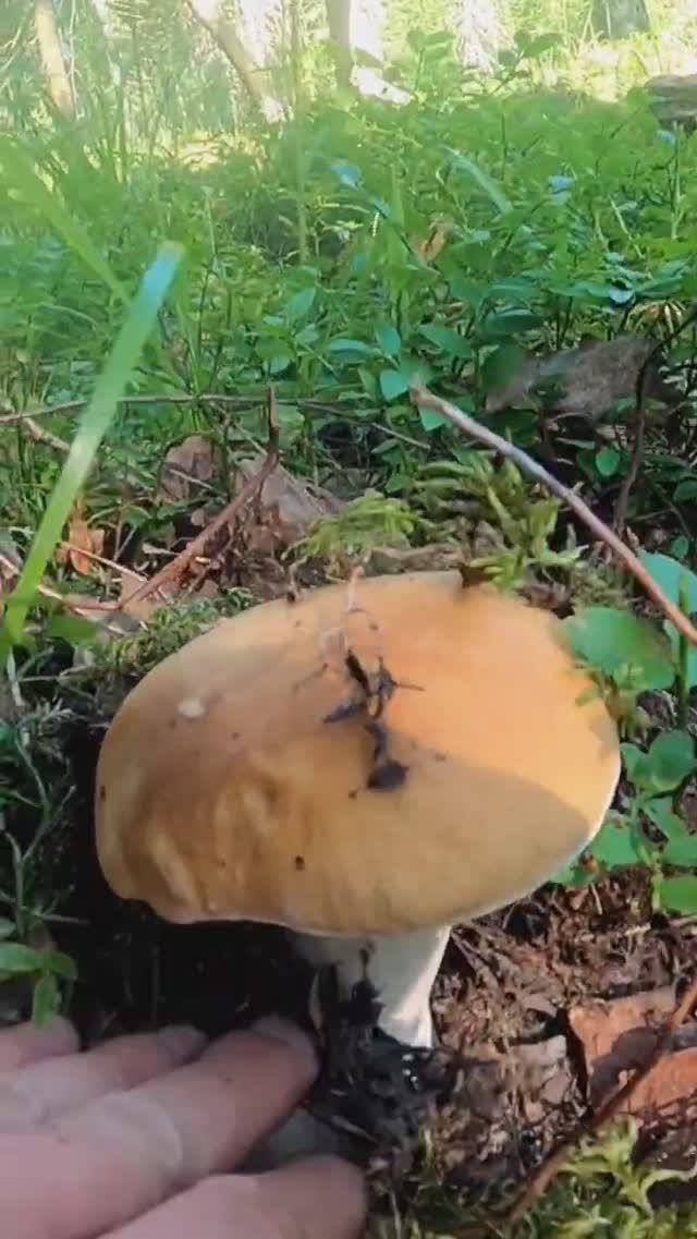 Грибы на каждом шагу в лесу, такого не ожидал #грибы #лес #mushroom смотреть онлайн