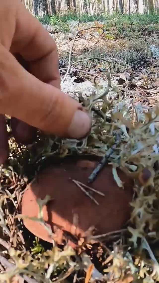 Это БОМБА! Находка в лесу ШОКИРОВАЛА! #лес #находка #грибы смотреть онлайн