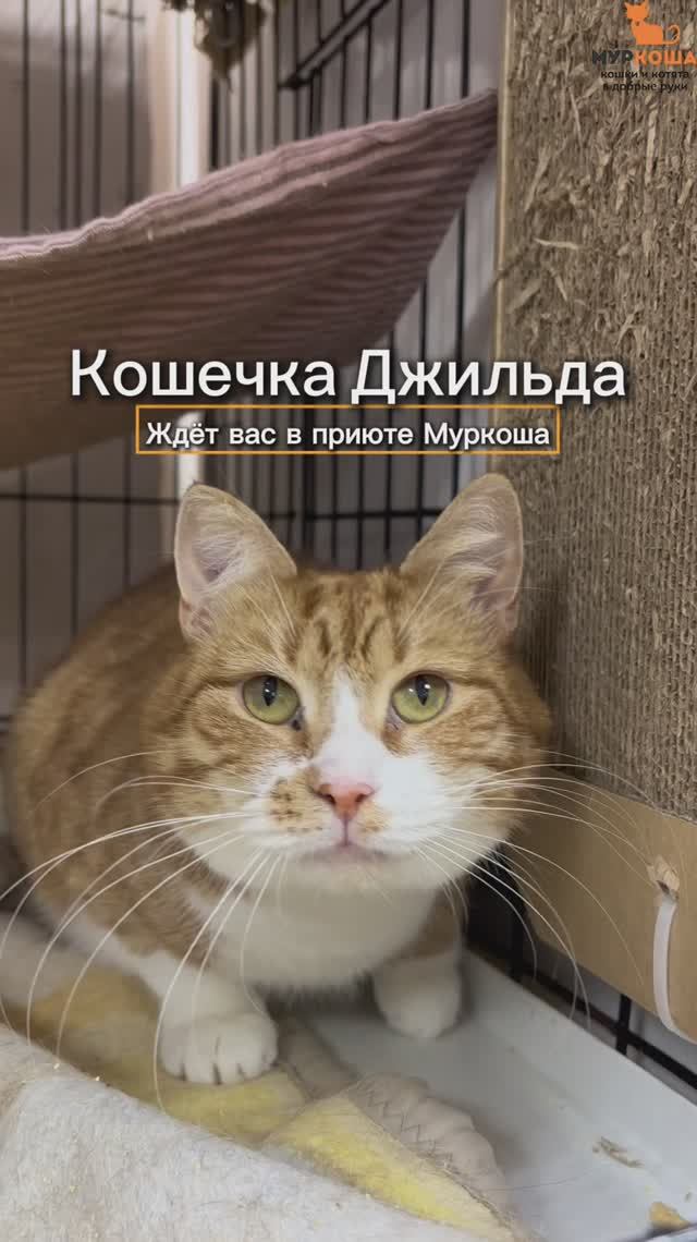 Джильда ждёт вас в приюте #Муркоша смотреть онлайн