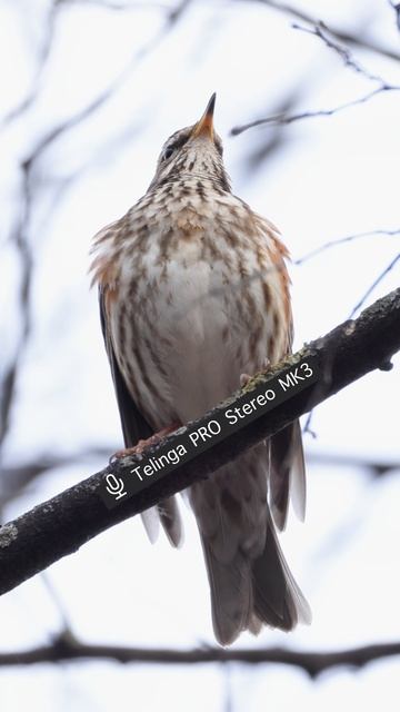 Белобровик - Голос ♫ #голосаптиц #shorts смотреть онлайн