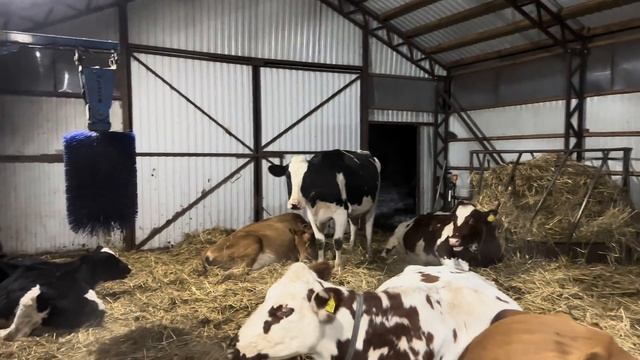 Отключили электричество на 4 суток! Как мы справлялись с огромным хозяйством без электричества?! смотреть онлайн