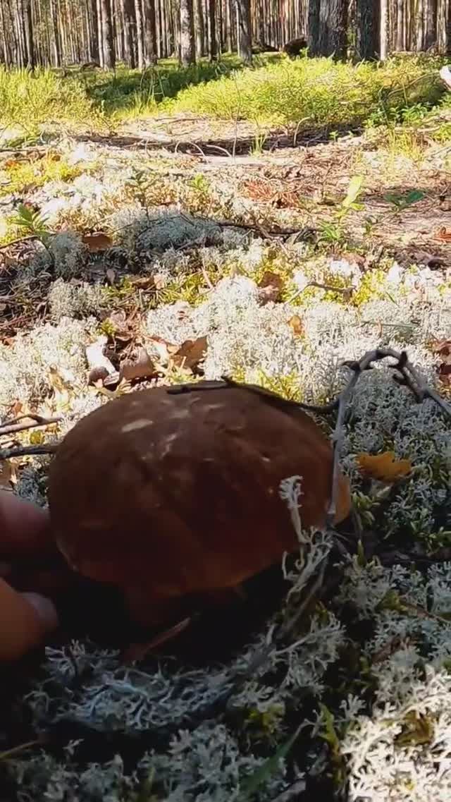 Это БОМБА! Нашёл в лесу ЧУДО ГРИБ и ОБАЛДЕЛ! Сбор боровиков, белые грибы #лес #грибы #тайга смотреть онлайн
