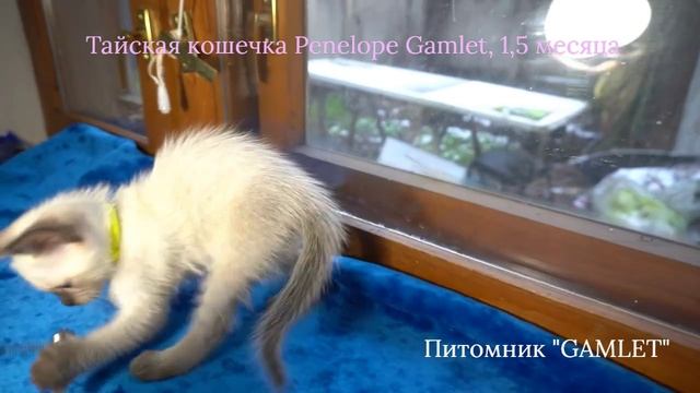 Тайская кошечка Penelope Gamlet, 1,5 месяца, сил-пойнт смотреть онлайн