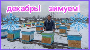 Зимовка пчёл на улице. Вентиляция и утепление. Пчеловодство!